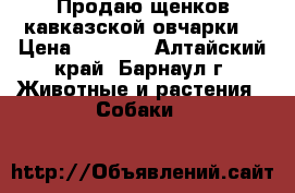Продаю щенков кавказской овчарки  › Цена ­ 4 000 - Алтайский край, Барнаул г. Животные и растения » Собаки   